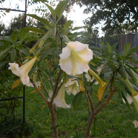 Datura